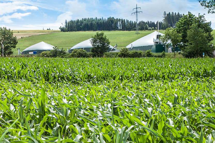 Biogasanlage im Maisfeld symbolisiert Marktanreizprogramm