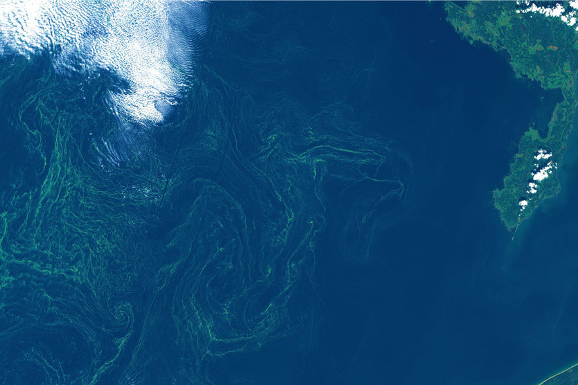 Satellitenaufnahme der Ostsee durch Sentinel-I; Quelle: ESA