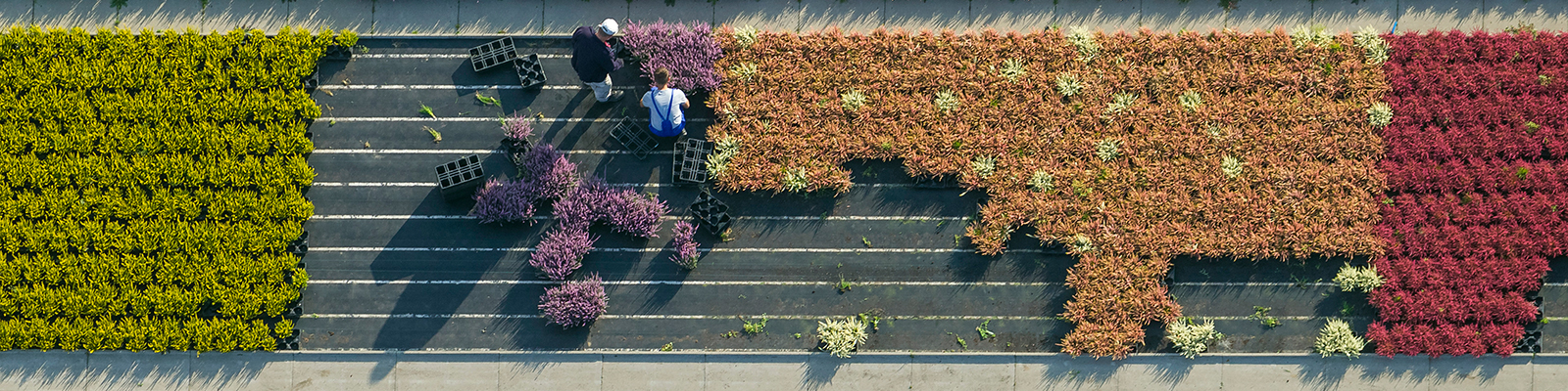 Plantes ornementales symbolisent le thème la politique pour les PME; Source: mauritius images / euroluftbild.de / Hans Blossey